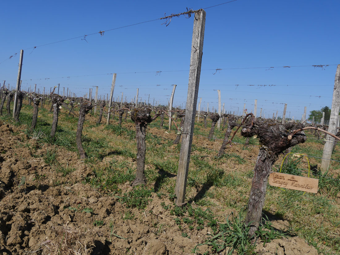 Виноградник на урожай